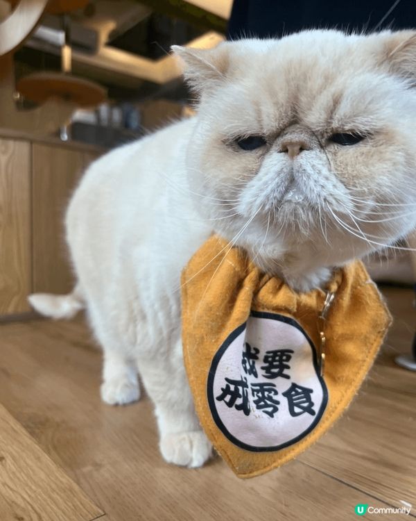 兩年前去荃灣嘅一間貓貓Cafe! 啲貓貓又肥又可愛🥰 個個都...