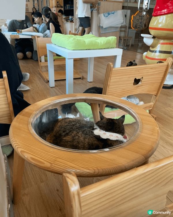 兩年前去荃灣嘅一間貓貓Cafe! 啲貓貓又肥又可愛🥰 個個都...