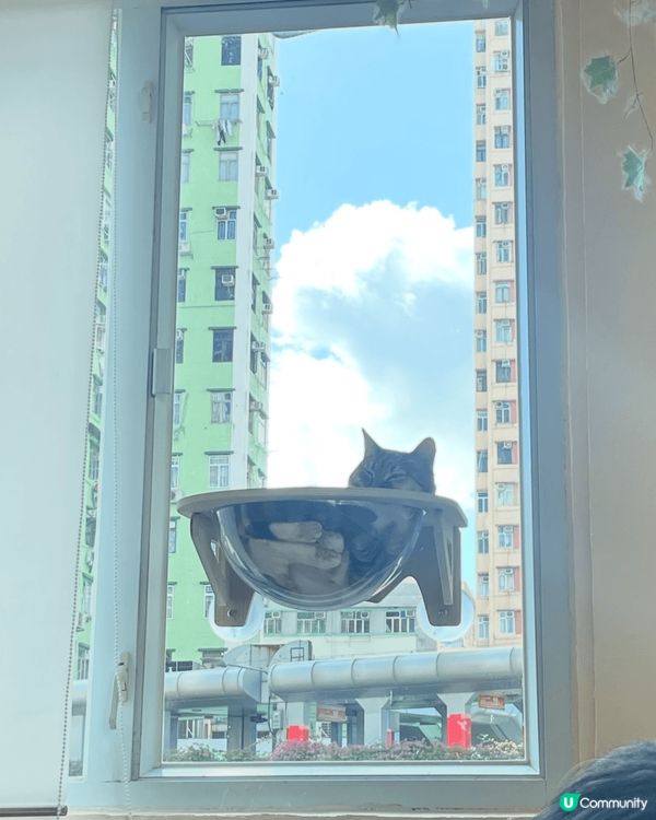 兩年前去荃灣嘅一間貓貓Cafe! 啲貓貓又肥又可愛🥰 個個都...