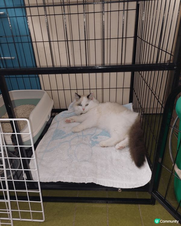 我的美女棉花糖 軟綿綿 喜歡搞搞震🥰😍