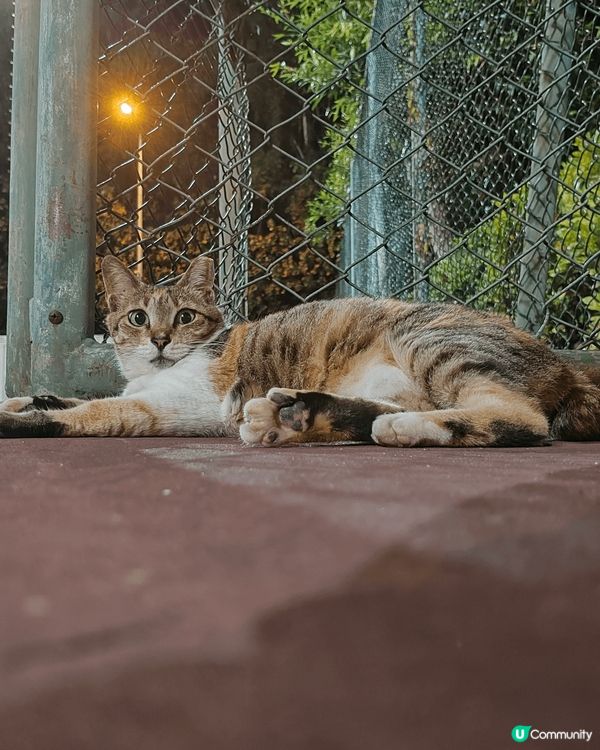 長期住喺我公司一隻肥肥白白嘅流浪貓，完全唔怕人，見到人手衝埋...