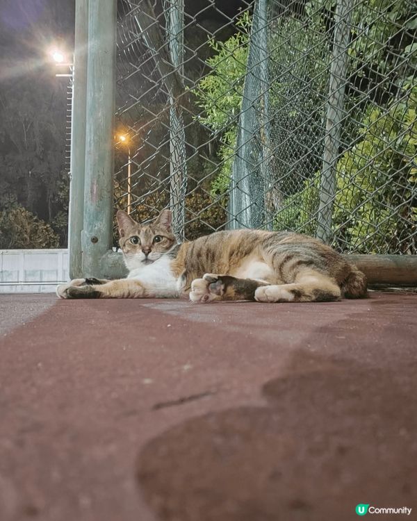 長期住喺我公司一隻肥肥白白嘅流浪貓，完全唔怕人，見到人手衝埋...