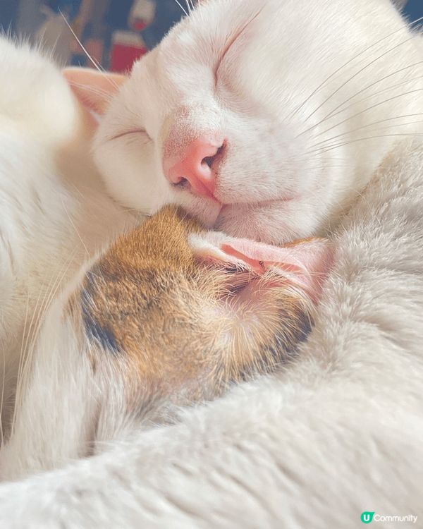 Hello~ 我地係2兄妹黎架