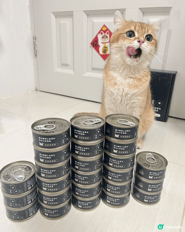 我有兩隻貓貓，一隻金影另一隻係藍金虎斑，曾經有合作推廣。