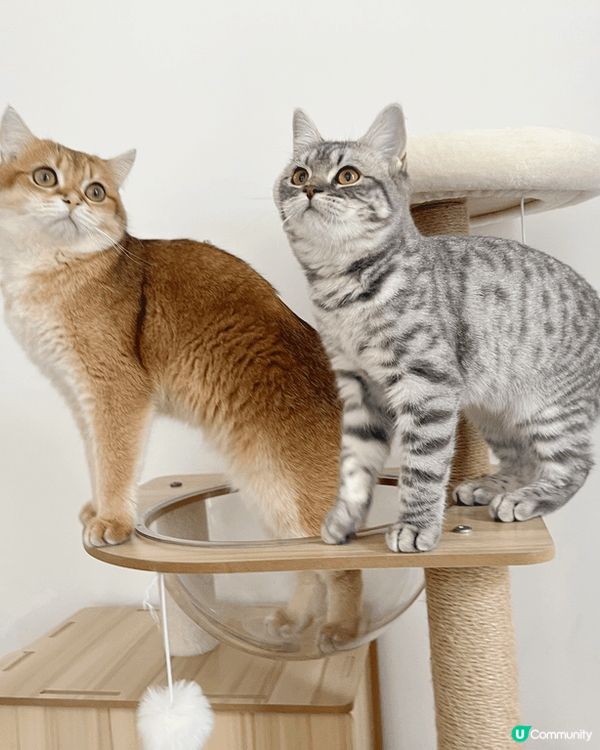 我有兩隻貓貓，一隻金影另一隻係藍金虎斑，曾經有合作推廣。