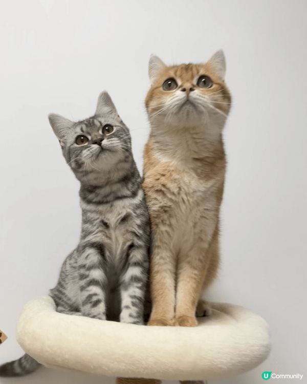 我有兩隻貓貓，一隻金影另一隻係藍金虎斑，曾經有合作推廣。