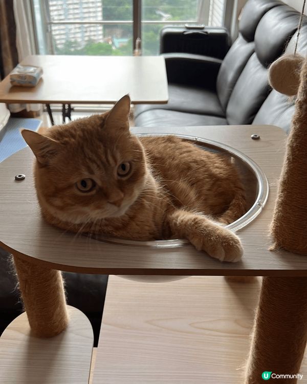 一熱貓貓會匿埋一邊，一有冷氣就出返黎。咁肥白貓咪，想試Har...