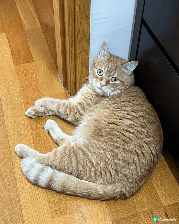 一熱貓貓會匿埋一邊，一有冷氣就出返黎。咁肥白貓咪，想試Har...