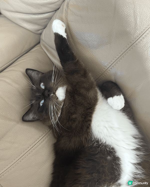 搞怪貓咪 名叫蕃薯