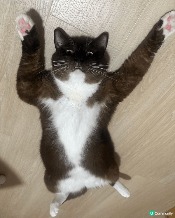 搞怪貓咪 名叫蕃薯