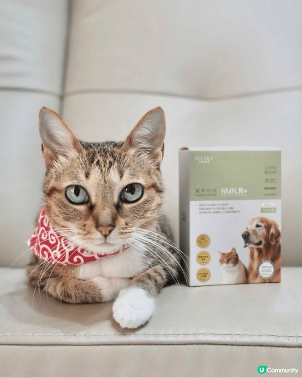 唐貓Scrabble，8歲，為食斯文貓，可以同任何動物相處，...