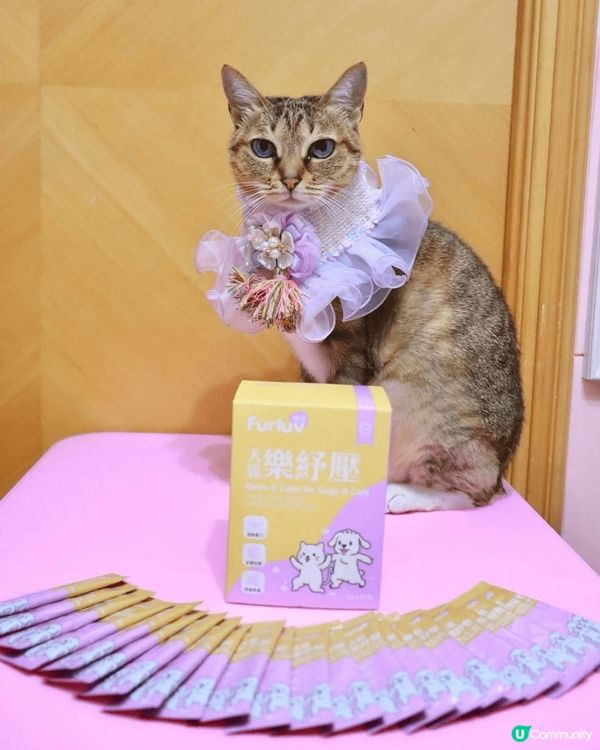 唐貓Scrabble，8歲，為食斯文貓，可以同任何動物相處，...