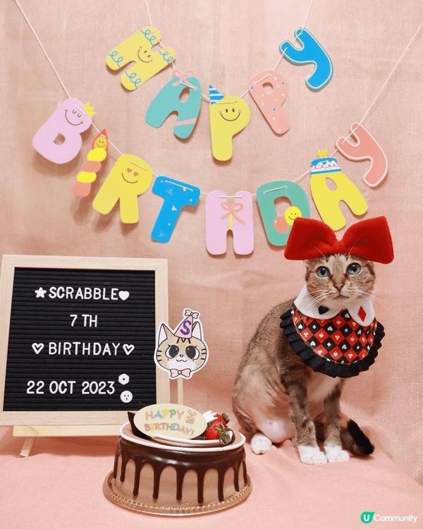 唐貓Scrabble，8歲，為食斯文貓，可以同任何動物相處，...