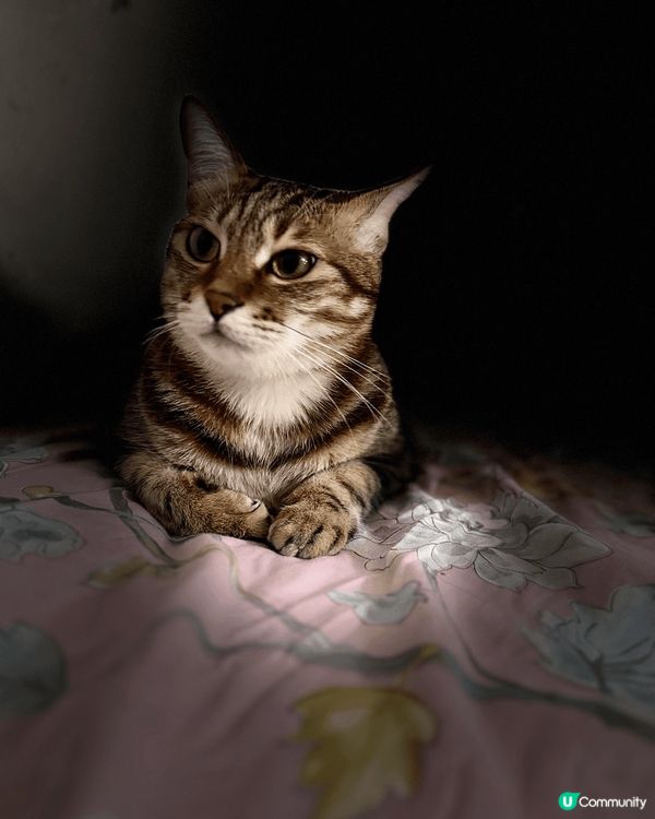 由朝到晚都會講野，跟出跟入任摸🥰最愛吃條條，食到會唱歌🤣太可...