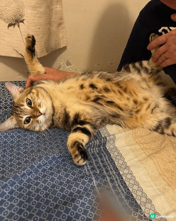 由朝到晚都會講野，跟出跟入任摸🥰最愛吃條條，食到會唱歌🤣太可...