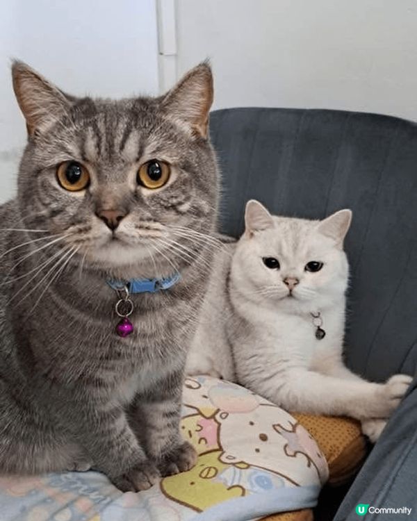 我最想主子每天晨光中蜷縮在膝上，你打呼嚕我翻書；午後追逐雷射...