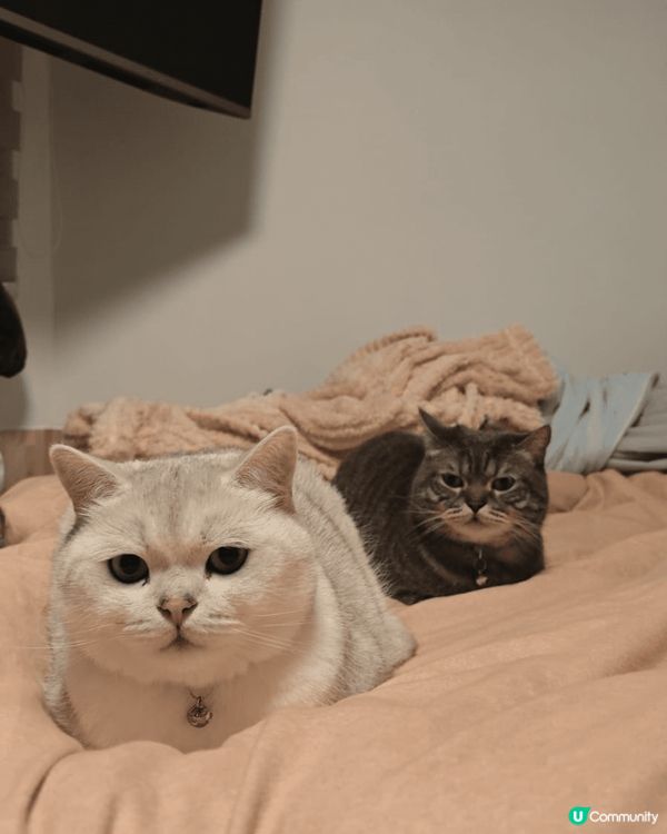 我最想主子每天晨光中蜷縮在膝上，你打呼嚕我翻書；午後追逐雷射...