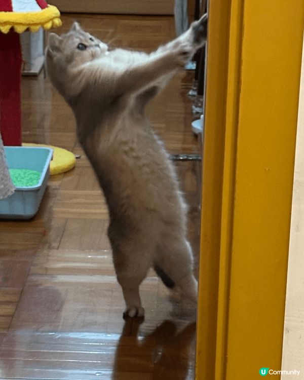 夏天天氣炎熱，牠喜歡瞓地，亦都是一隻諸事的貓咪