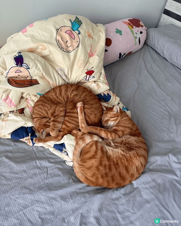 我家貓咪日常🤣🤣