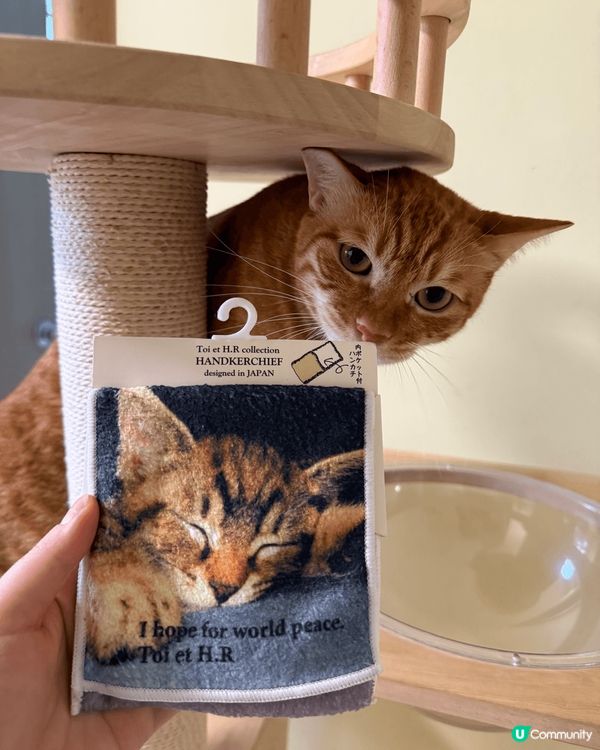 我家貓咪日常🤣🤣