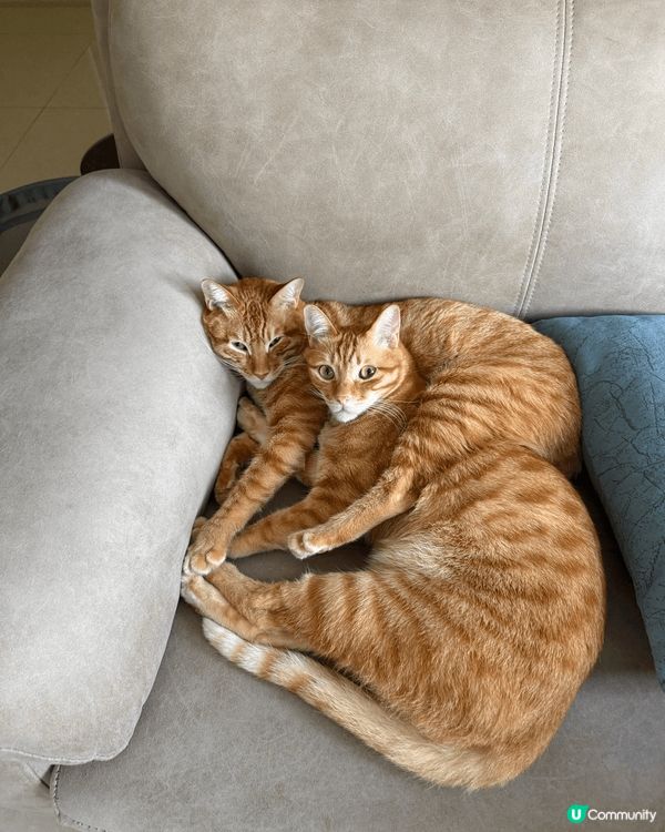 我家貓咪日常🤣🤣