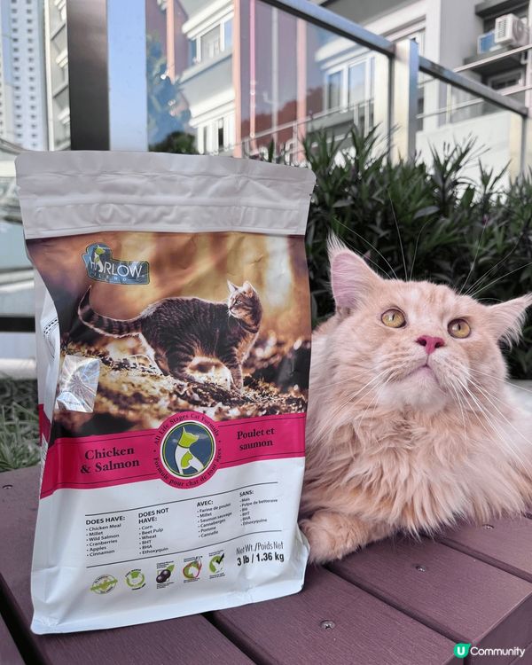 貓貓依家食緊養貓糧