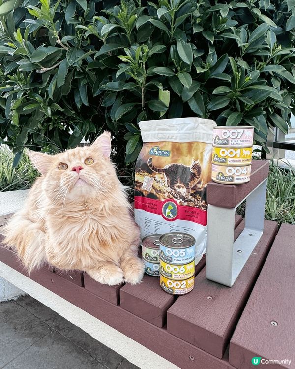 貓貓依家食緊養貓糧