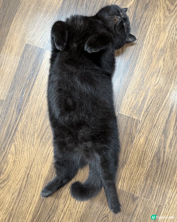 貓貓們開餐時間到！