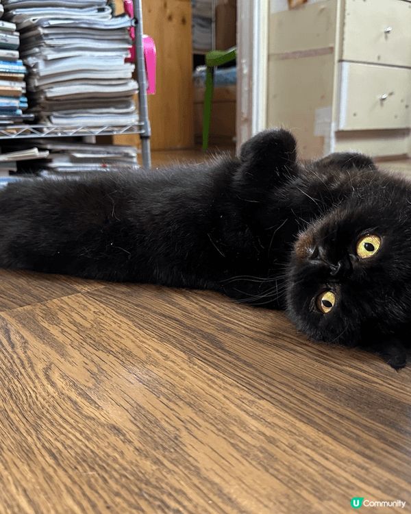 貓貓們開餐時間到！