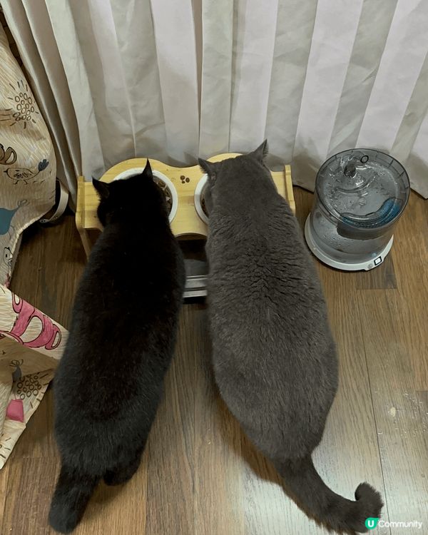 貓貓們開餐時間到！