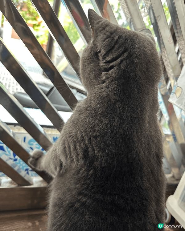 貓貓們開餐時間到！