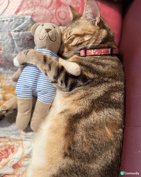 我喜歡開冷氣瞓覺，和和由小到大的小伙伴一起瞓，相信每位貓咪也...