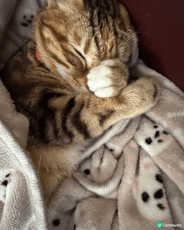 我喜歡開冷氣瞓覺，和和由小到大的小伙伴一起瞓，相信每位貓咪也...