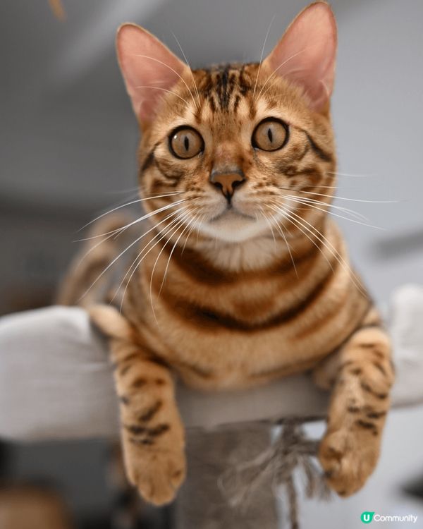 Hello 我叫simba 我係屋企平時最鍾意就係食玩訓 🐱...