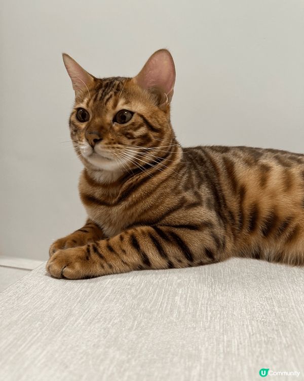 Hello 我叫simba 我係屋企平時最鍾意就係食玩訓 🐱...