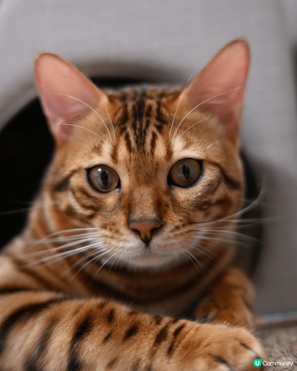 Hello 我叫simba 我係屋企平時最鍾意就係食玩訓 🐱...