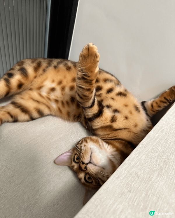 Hello 我叫simba 我係屋企平時最鍾意就係食玩訓 🐱...