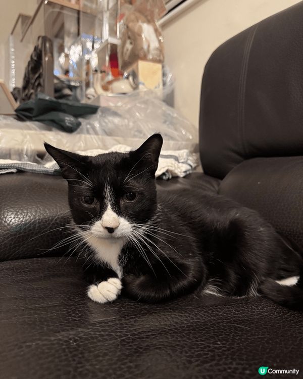 🤣🤣貓咪真的是神奇的生物，無時無刻都可愛爆炸，讓主人變m...