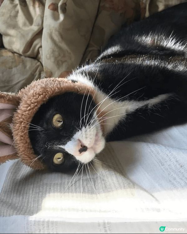 🤣🤣貓咪真的是神奇的生物，無時無刻都可愛爆炸，讓主人變m...