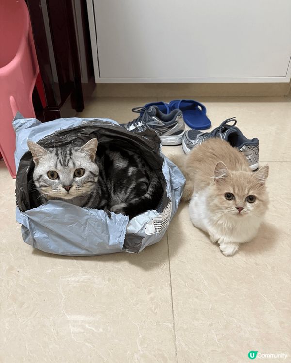 我家有兩隻貓貓，一隻叫芝麻，一隻叫糯米，佢哋成日都打交，打完...