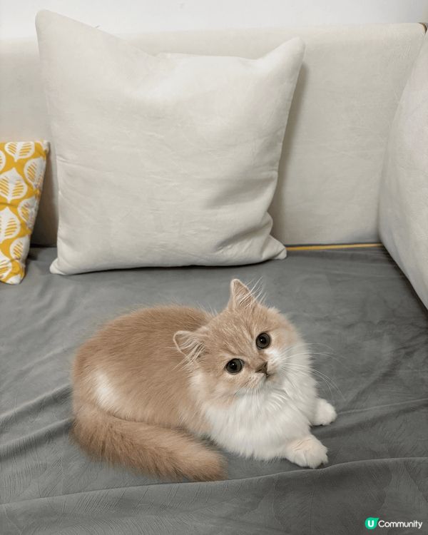 我家有兩隻貓貓，一隻叫芝麻，一隻叫糯米，佢哋成日都打交，打完...