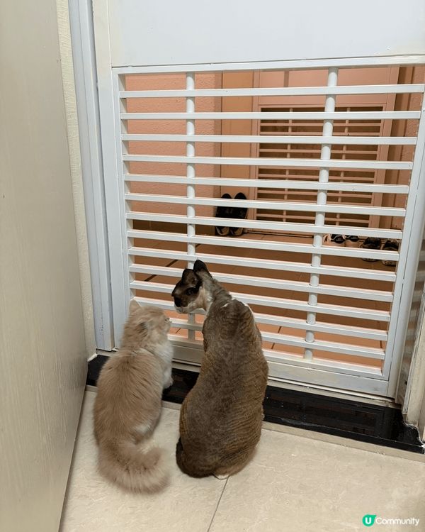 我家有兩隻貓貓，一隻叫芝麻，一隻叫糯米，佢哋成日都打交，打完...