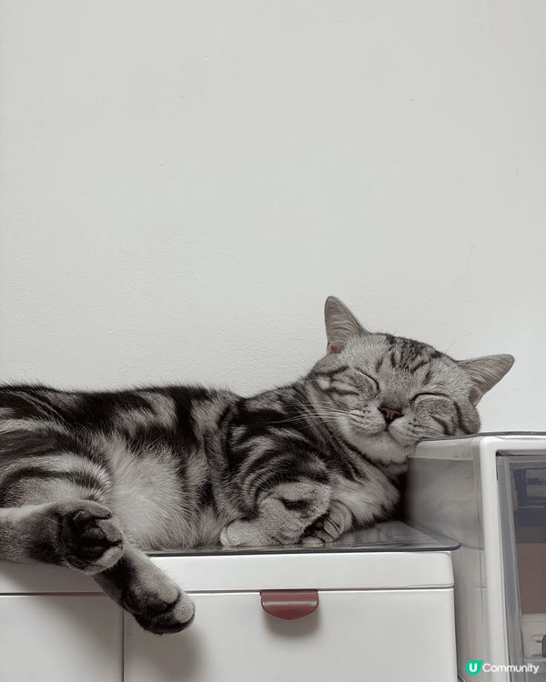 我家有兩隻貓貓，一隻叫芝麻，一隻叫糯米，佢哋成日都打交，打完...