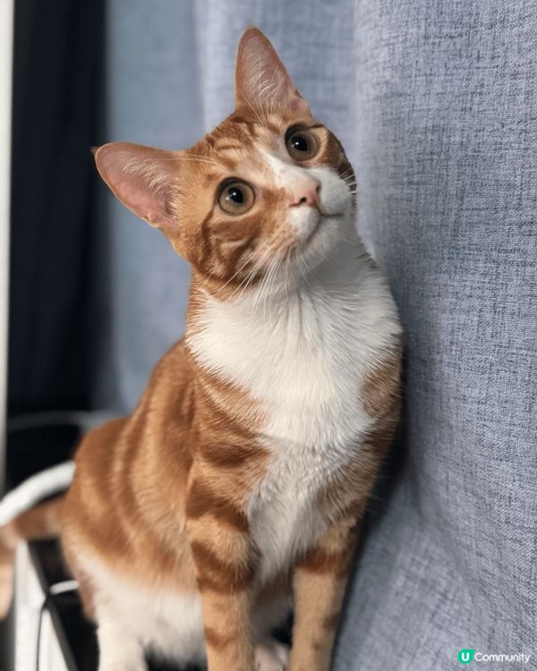 Hello我地係蛋捲同皮蛋兄弟