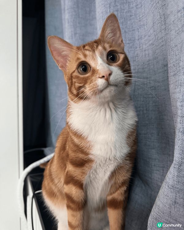 Hello我地係蛋捲同皮蛋兄弟