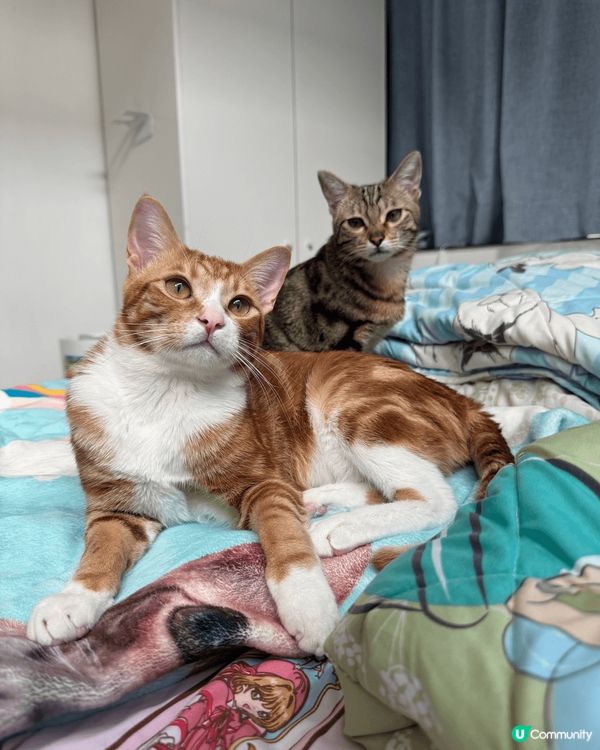 Hello我地係蛋捲同皮蛋兄弟