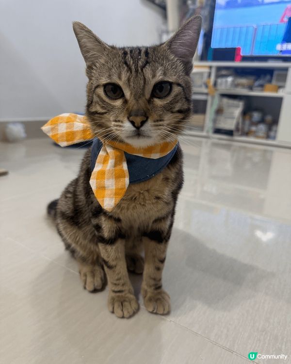 Hello我地係蛋捲同皮蛋兄弟