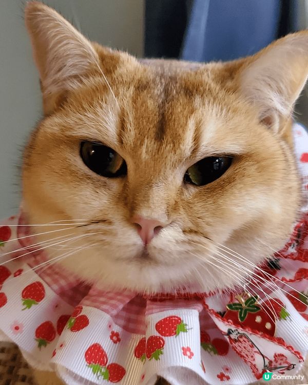 我叫多多B，有公主病，成日咬媽咪，又鍾意食零食玩波波，