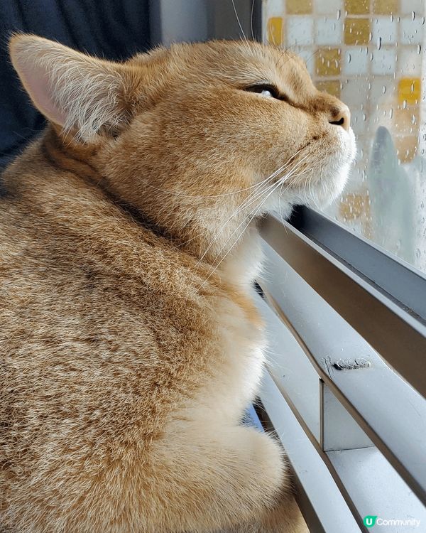 我叫多多B，有公主病，成日咬媽咪，又鍾意食零食玩波波，