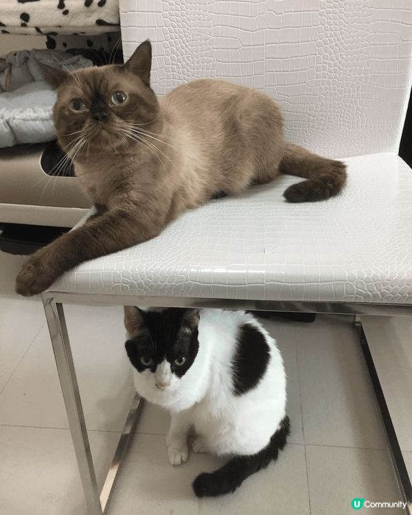 左邊的叫Rainbow,但係細個因為成日瀬屎，所以我叫佢做屎...